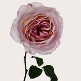 moresque Rand Rose