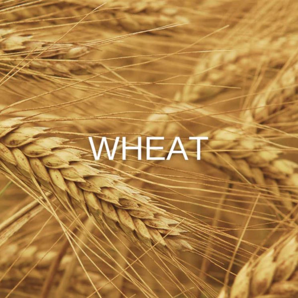 elizabeta zefi INTENSE REGENERATING SHAMPOO wheat