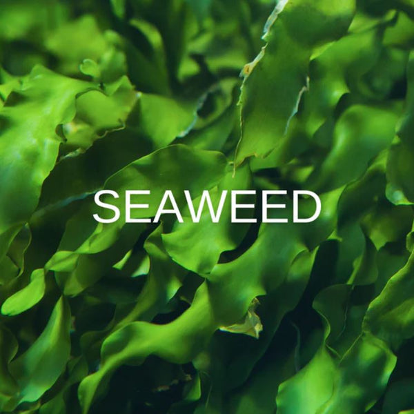 elizabeta zefi INTENSE REGENERATING CONDITIONER seaweed